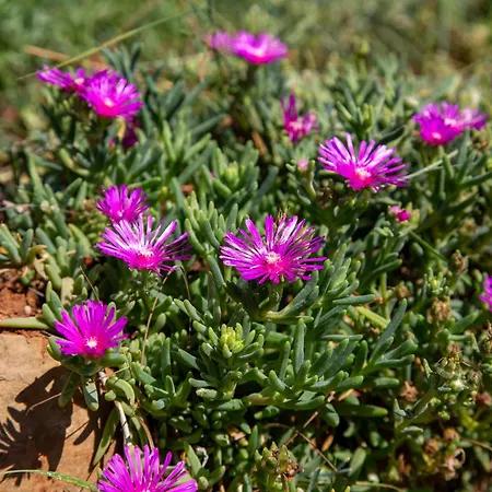 Viki Stinjan * Пула